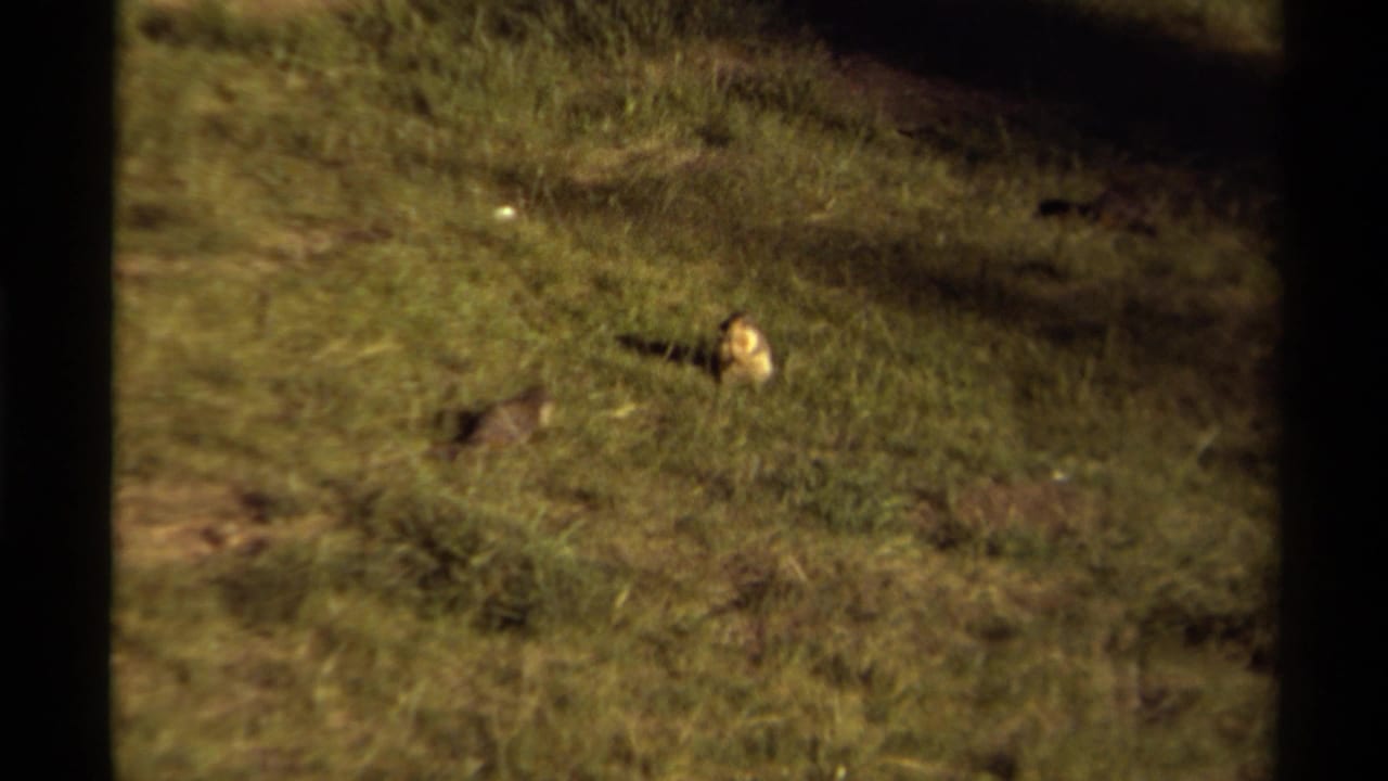 1979 Canadian 8mm frame showing two hares in uneven grass under natural light, with soft focus and visible film-edge borders.
