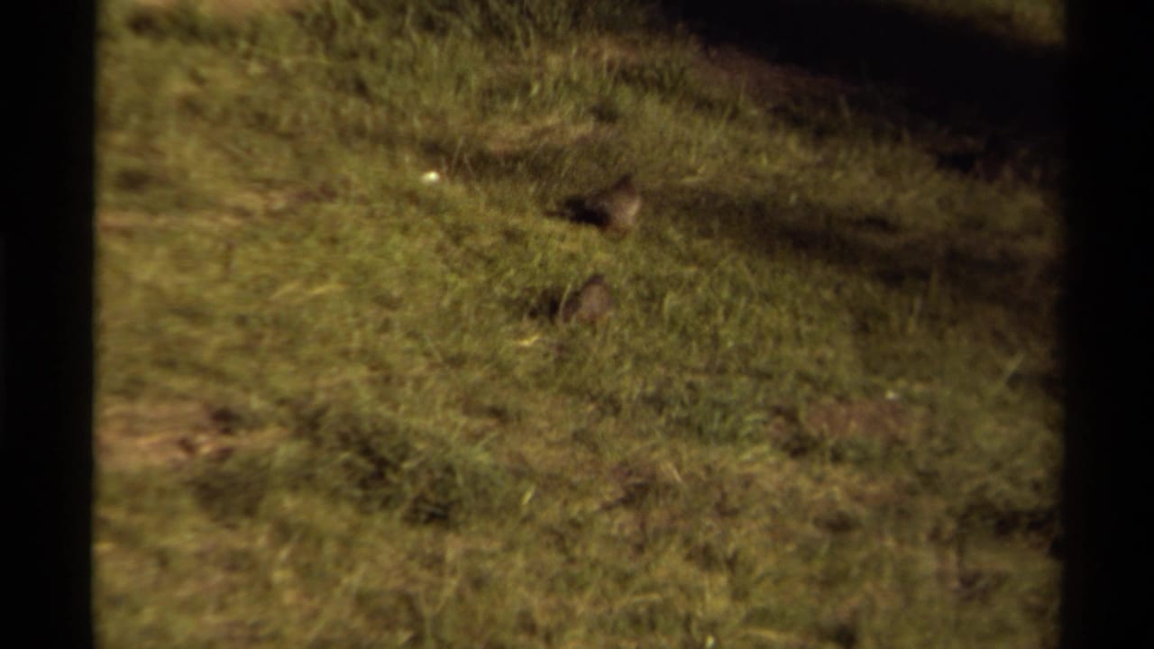 1979 Canadian 8mm frame with two hares visible in grass, separated across the meadow and filmed from a distant handheld viewpoint.