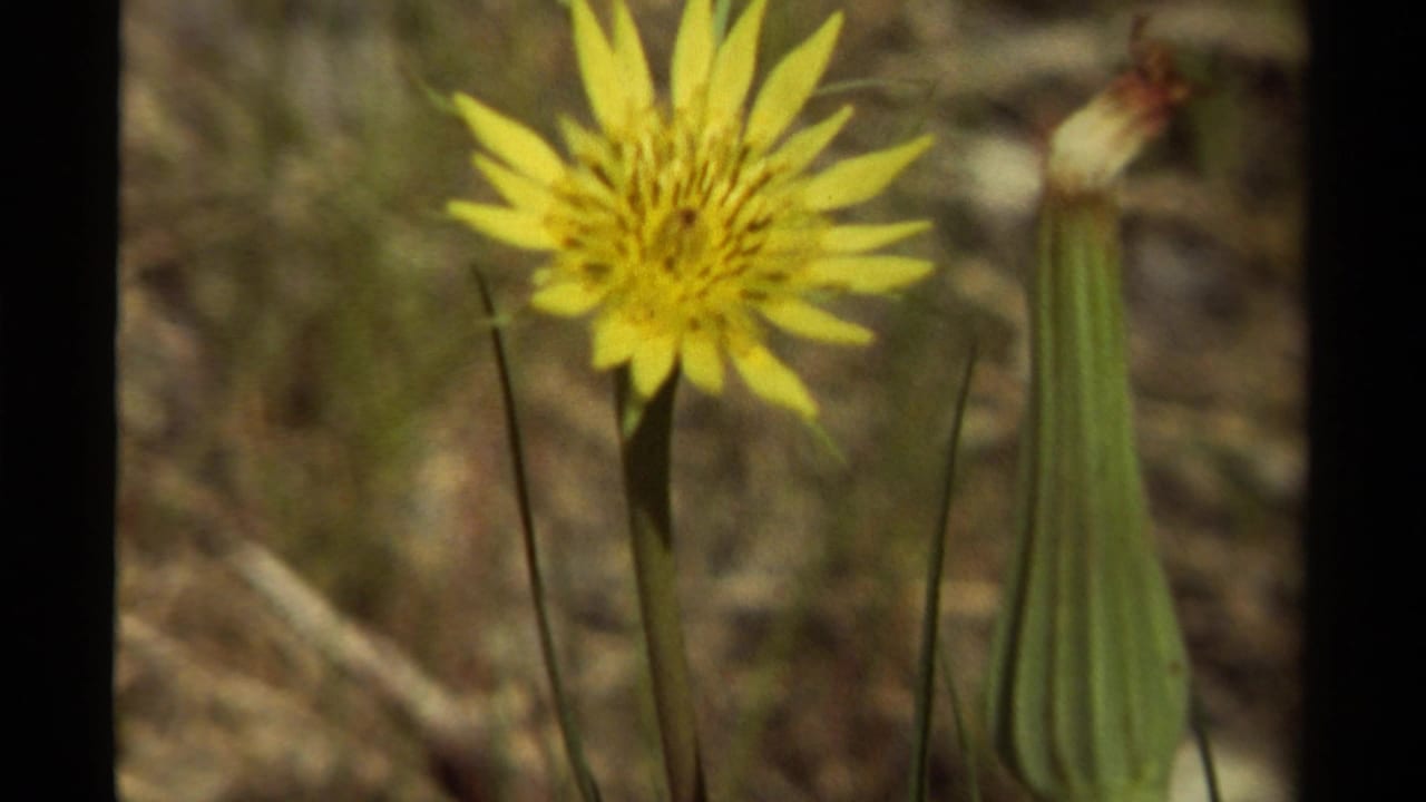 1979 Canadian 8mm close-up of a yellow wildflower with a green ribbed stalk and soft dry-grass background.