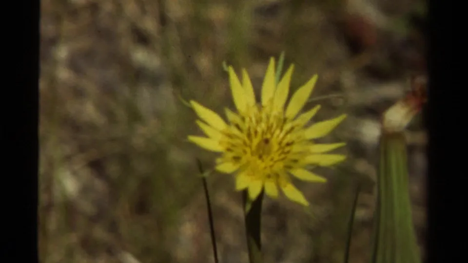 1979 Canadian 8mm frame with a yellow wildflower in bloom, dry ground cover, and a vertical green plant stalk.