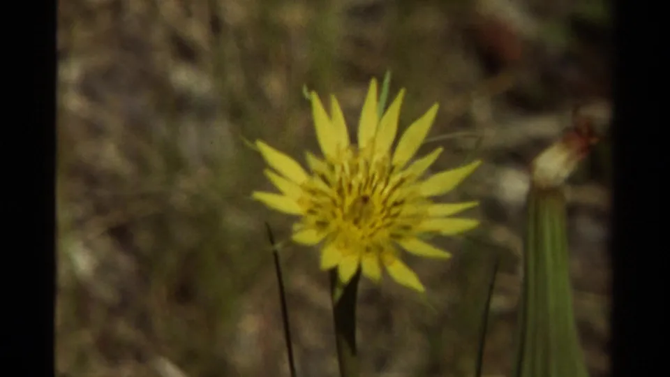 1979 Canadian 8mm frame showing a yellow wildflower beside a green stalk, with handheld softness and visible film edge.