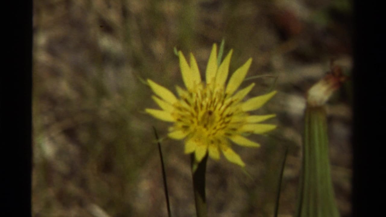 1979 Canadian 8mm frame showing a yellow wildflower on a grassy bank, with the background softly out of focus.