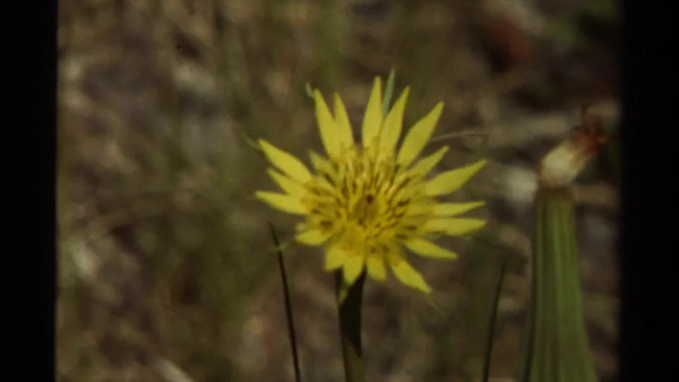 1979 Canadian 8mm frame showing a yellow wildflower on a grassy bank, with the background softly out of focus.