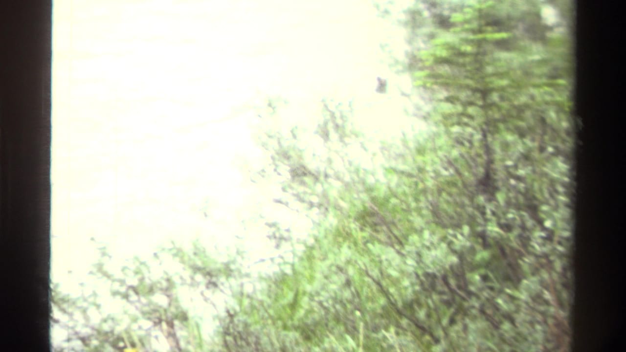 1979 Canada 8mm frame with pale water glimpsed through shoreline shrubs and dark vertical frame borders.