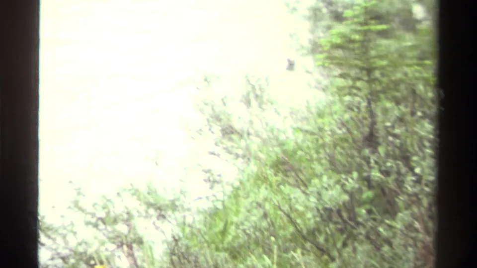 1979 Canada 8mm frame with pale water glimpsed through shoreline shrubs and dark vertical frame borders.
