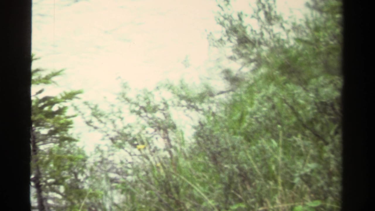 1979 Canada 8mm view of shrubs and a small conifer partly obscuring pale water beyond.