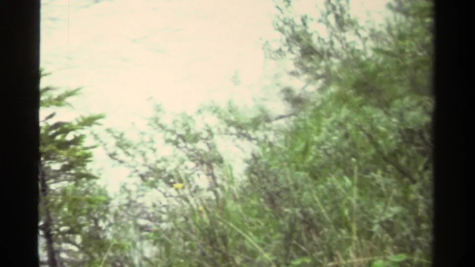 1979 Canada 8mm view of shrubs and a small conifer partly obscuring pale water beyond.