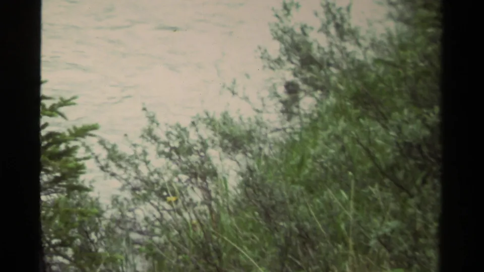 1979 Canada 8mm frame of dense green bushes with rippled water behind them and heavy frame-edge shadow.