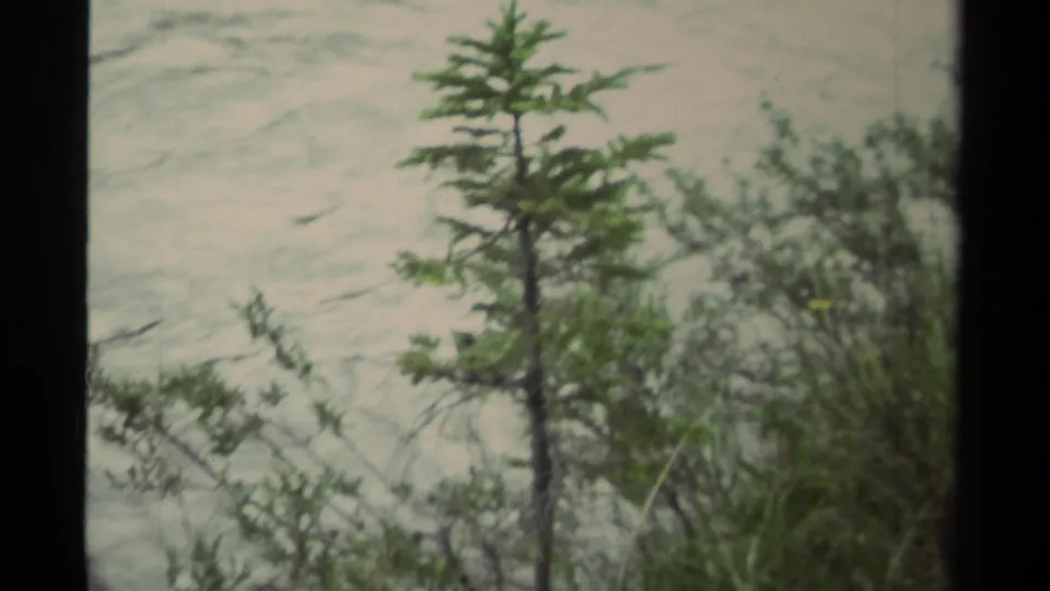 1979 Canada 8mm frame showing a small conifer and shrubs near rippling water, with faint dark shapes that may be wildlife movement.