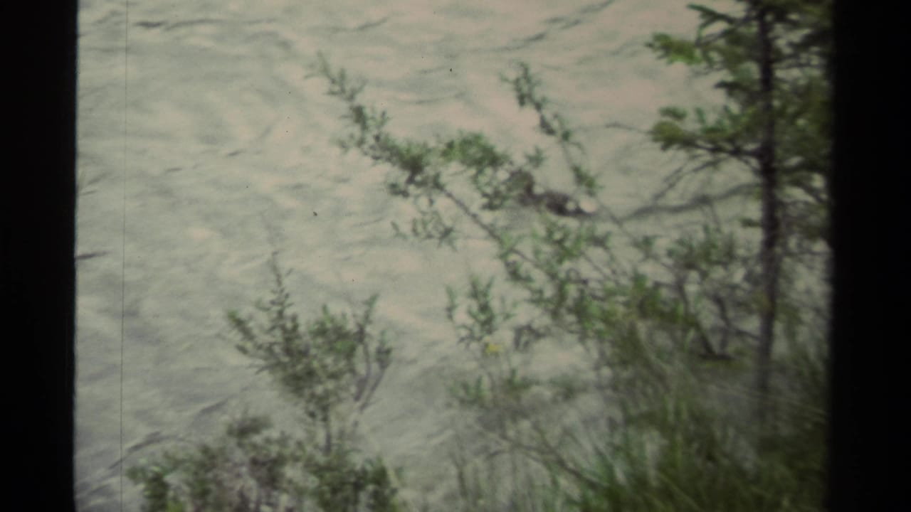 1979 Canadian 8mm frame showing rippled water beyond shoreline foliage and small trees, with no people or buildings visible.