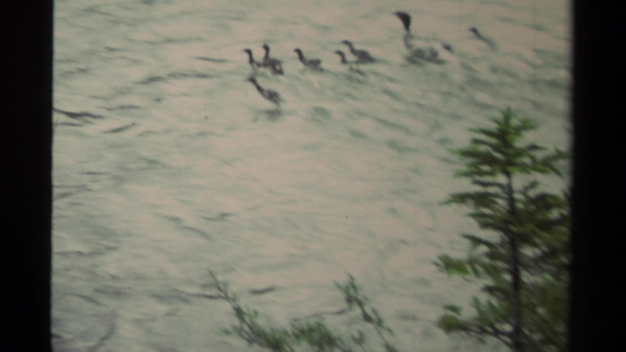 1979 Canadian 8mm frame with a small group of ducks moving across rippled water, bordered by evergreen shoreline foliage.