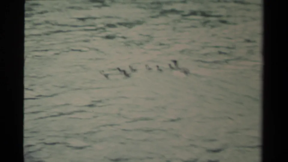 1979 Canadian 8mm frame showing ducks in a loose line crossing open water with soft focus and visible film grain.