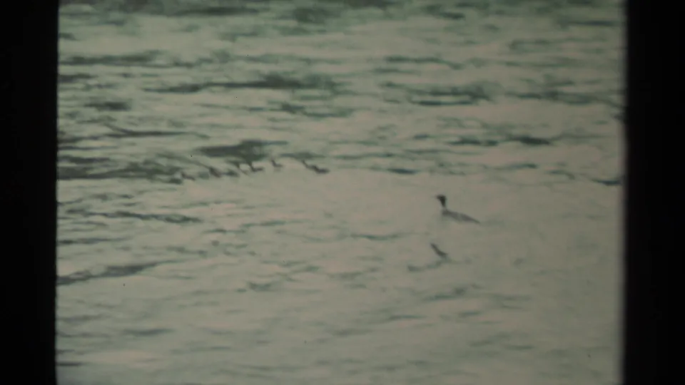 1979 Canadian 8mm frame with ducks spread across rippled water, seen from a handheld shoreline vantage point.