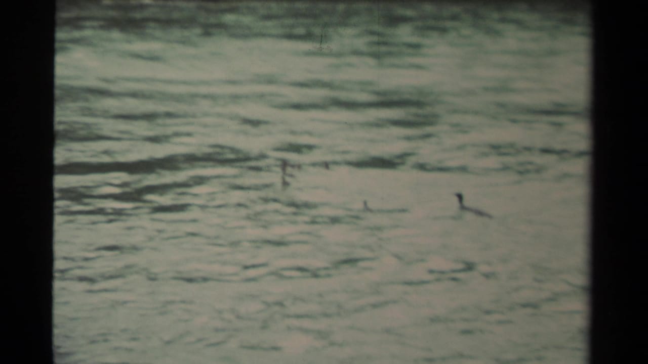 1979 Canadian 8mm frame showing small ducks on rippling open water, with a soft distant shoreline and muted green-blue color.