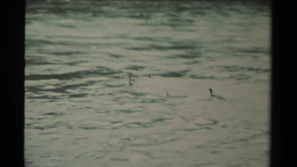 1979 Canadian 8mm frame showing small ducks on rippling open water, with a soft distant shoreline and muted green-blue color.