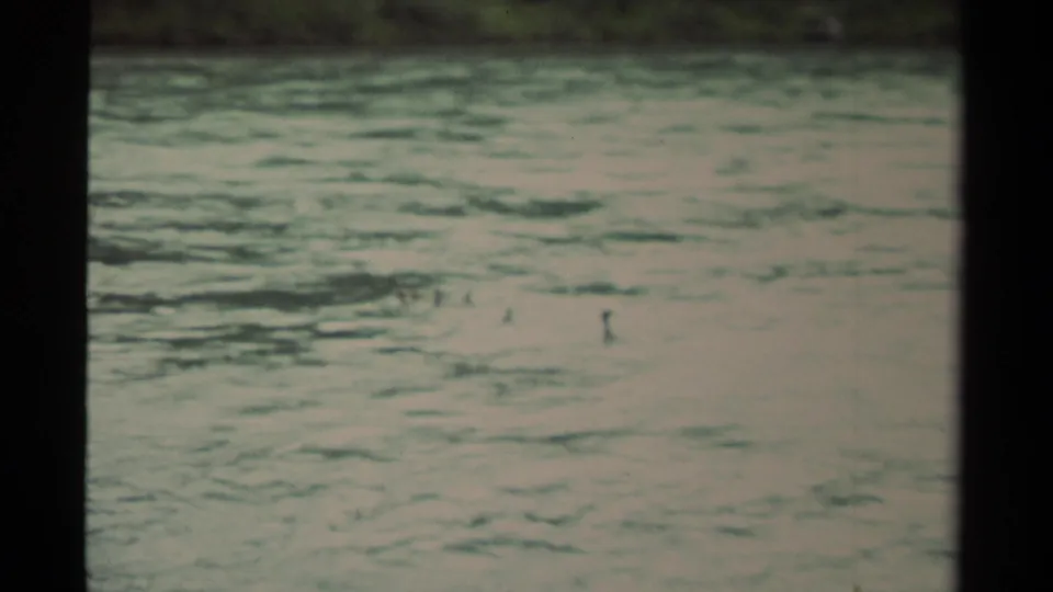 1979 Canadian 8mm frame with several ducks spaced across softly focused rippling water, viewed from a steady shoreline position.