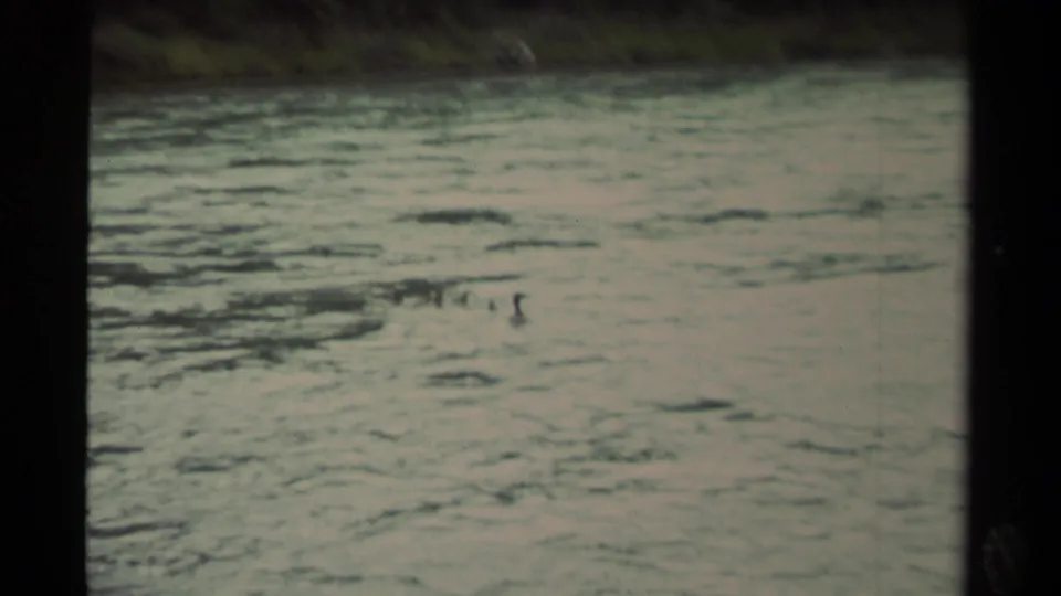 1979 Canadian 8mm frame showing a small cluster of ducks swimming through rippled water, with the shoreline barely visible above.