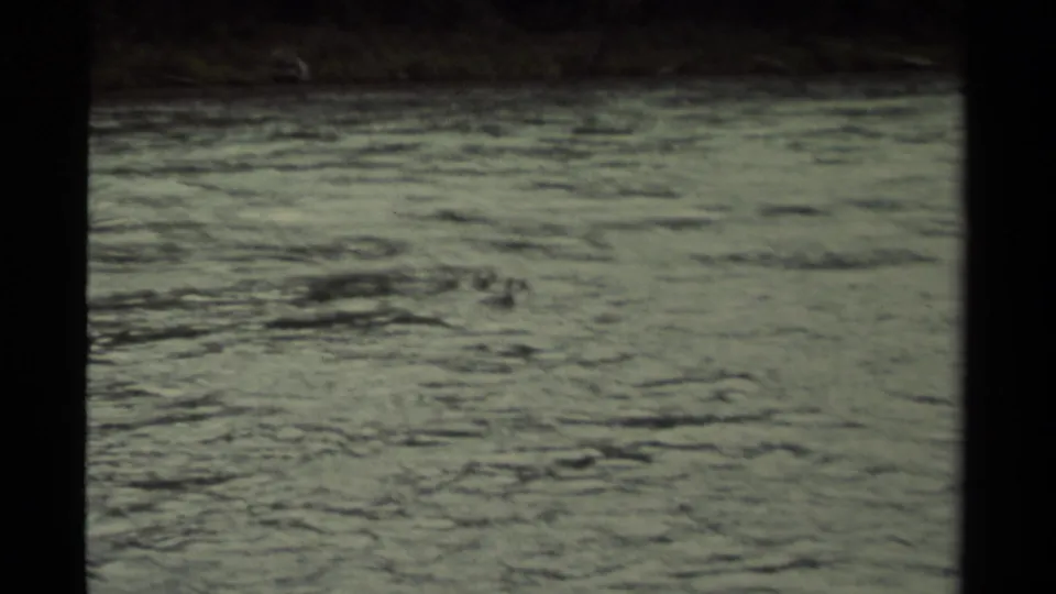 1979 Canadian 8mm frame showing ducks crossing a calm rippling water surface beneath a dark, distant shoreline.