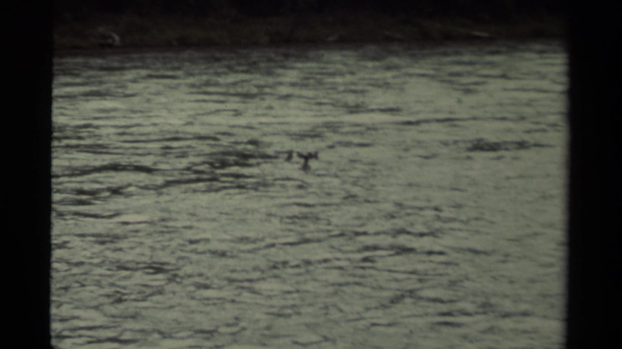 1979 Canadian 8mm home-movie frame showing small ducks moving across rippled open water from a distant viewpoint.