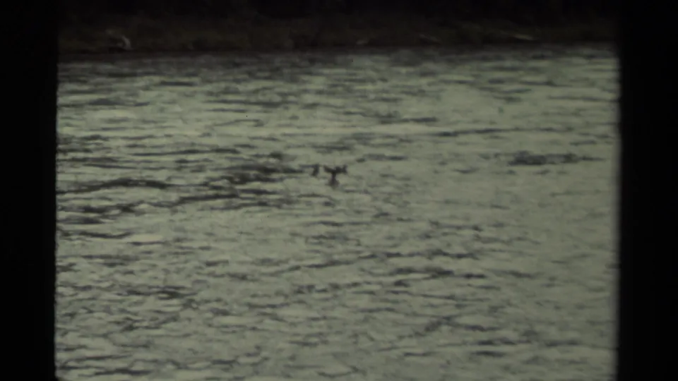 1979 Canadian 8mm home-movie frame showing small ducks moving across rippled open water from a distant viewpoint.