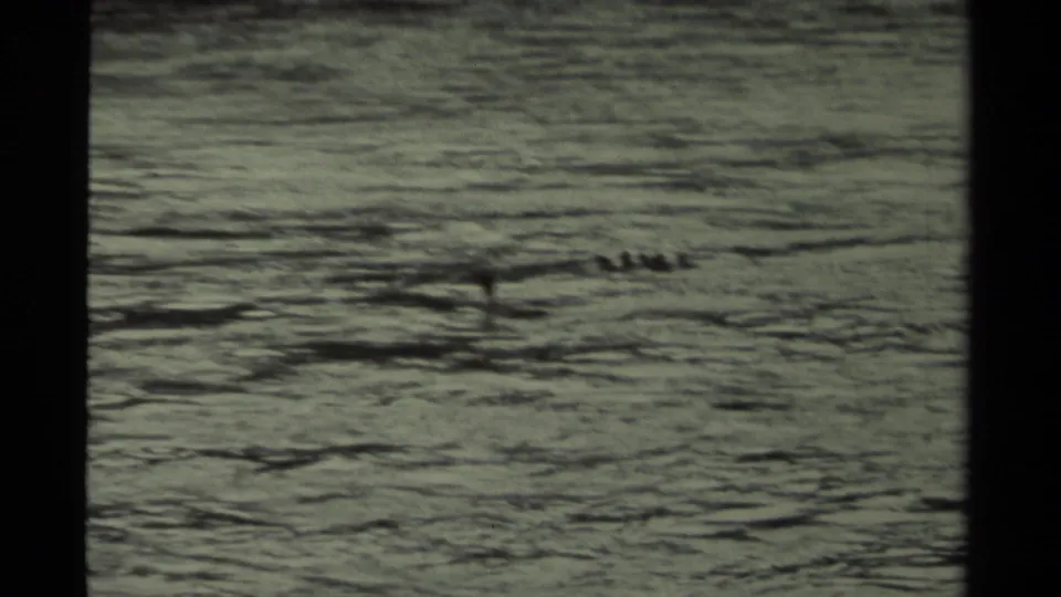 Small groups of ducks are visible on rippled water in a grainy 1979 Canadian 8mm frame.