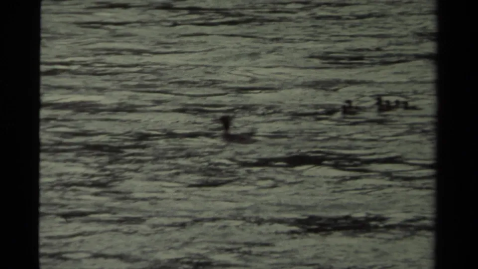 A single duck swims in the lower frame while a small group remains farther across the rippled water.