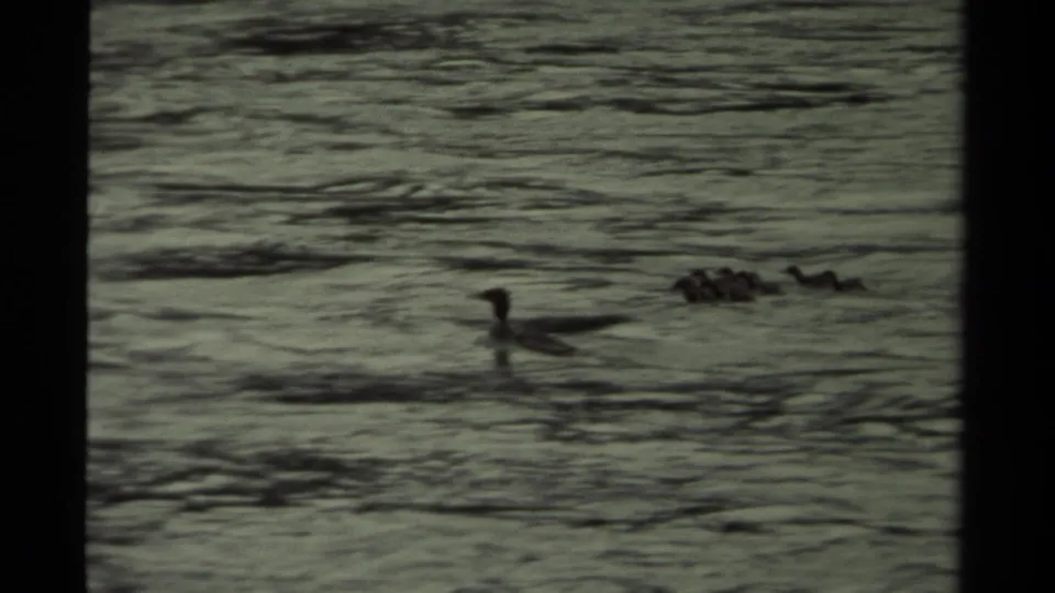 Foreground duck and clustered waterfowl appear on open rippled water in this 1979 Canadian 8mm home-movie frame.