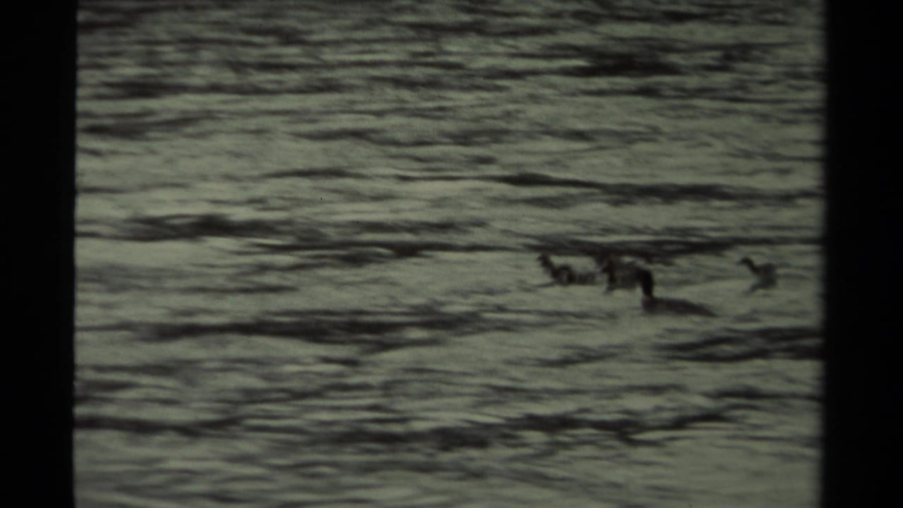 1979 Canadian 8mm frame showing a duck with ducklings moving across a textured body of water.