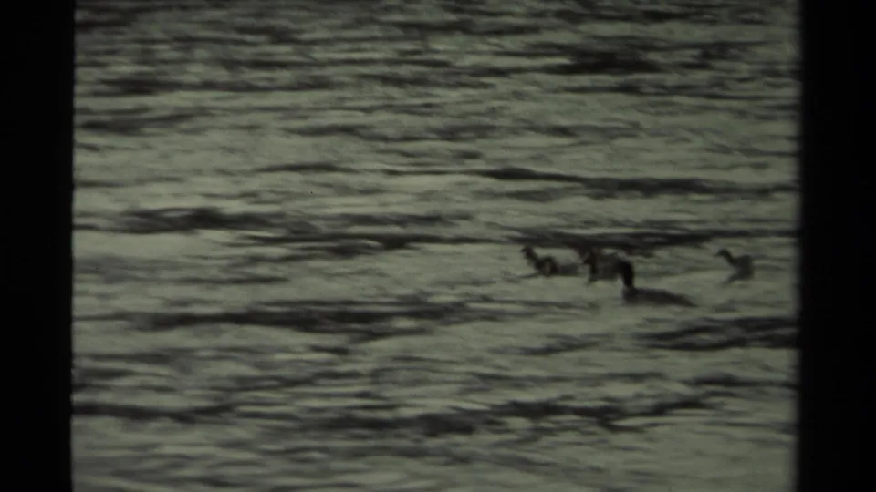 1979 Canadian 8mm frame showing a duck with ducklings moving across a textured body of water.