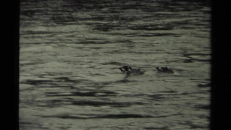 A distant 8mm view of a duck family swimming in a loose line on water in Canada, 1979.