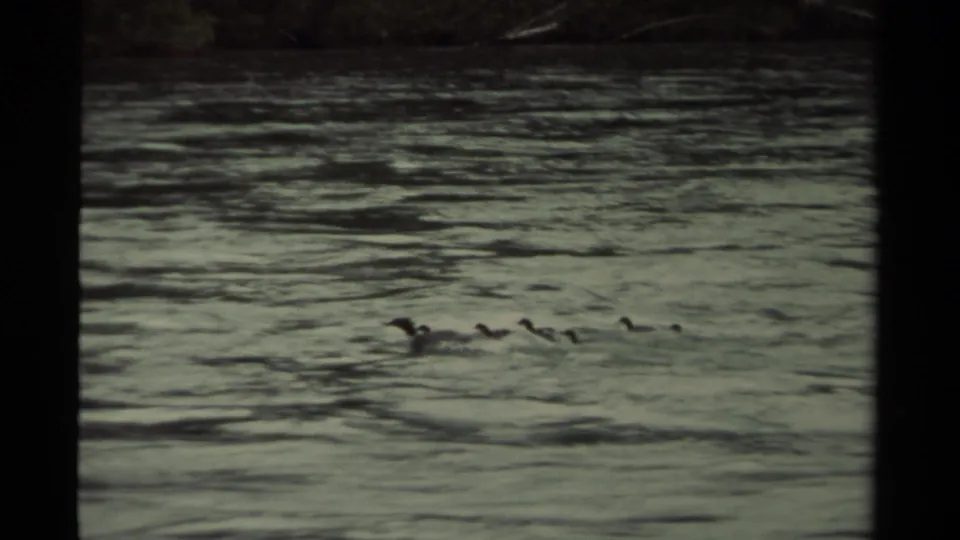 The duck and ducklings appear near the lower edge of a grainy 8mm water scene.
