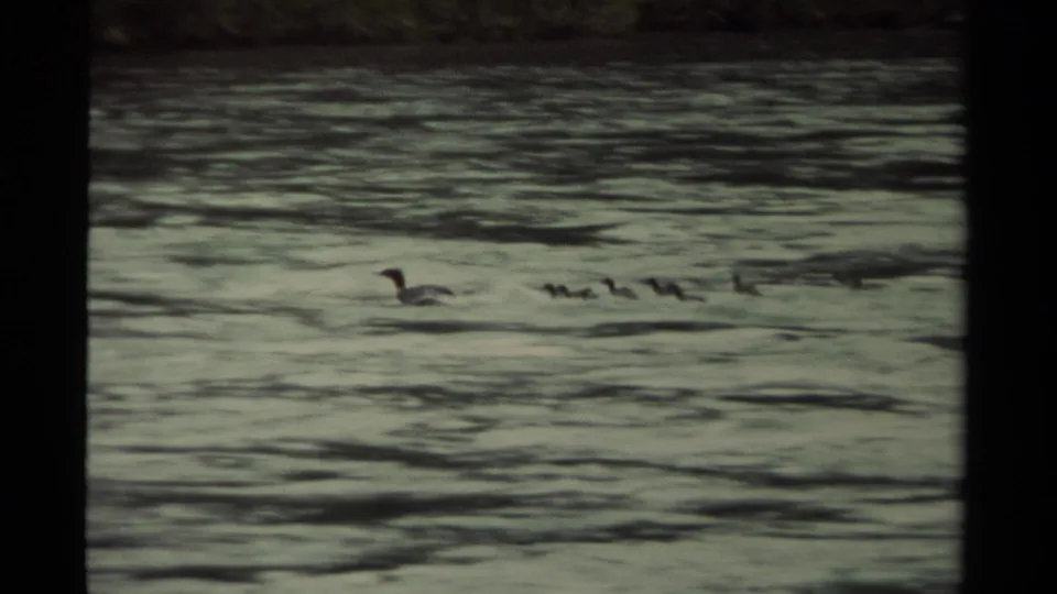 Final 1979 Canada 8mm frame with a large duck leading ducklings through calm, lightly reflective water.
