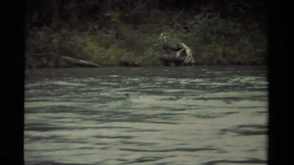 1979 Canadian 8mm frame showing ducks close to the opposite shore, with broad moving river water and brush behind them.