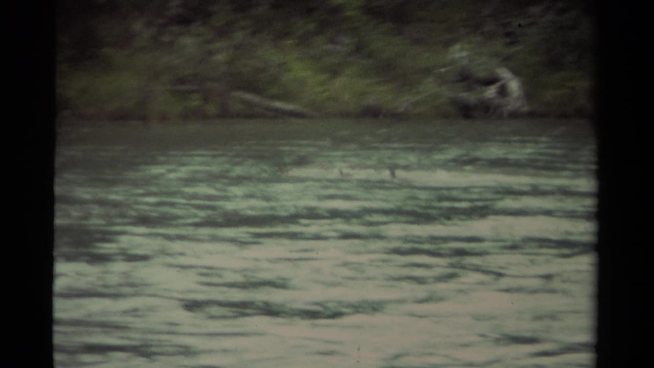 Rippling pale green lake water with a blurred tree-lined shore in the distance.