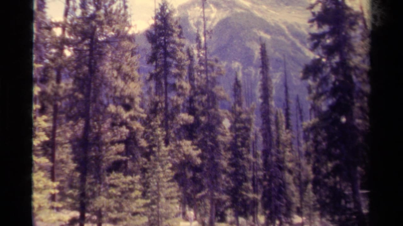 1979 Canadian 8mm frame with dense evergreen trunks and partially visible mountain slopes beyond.