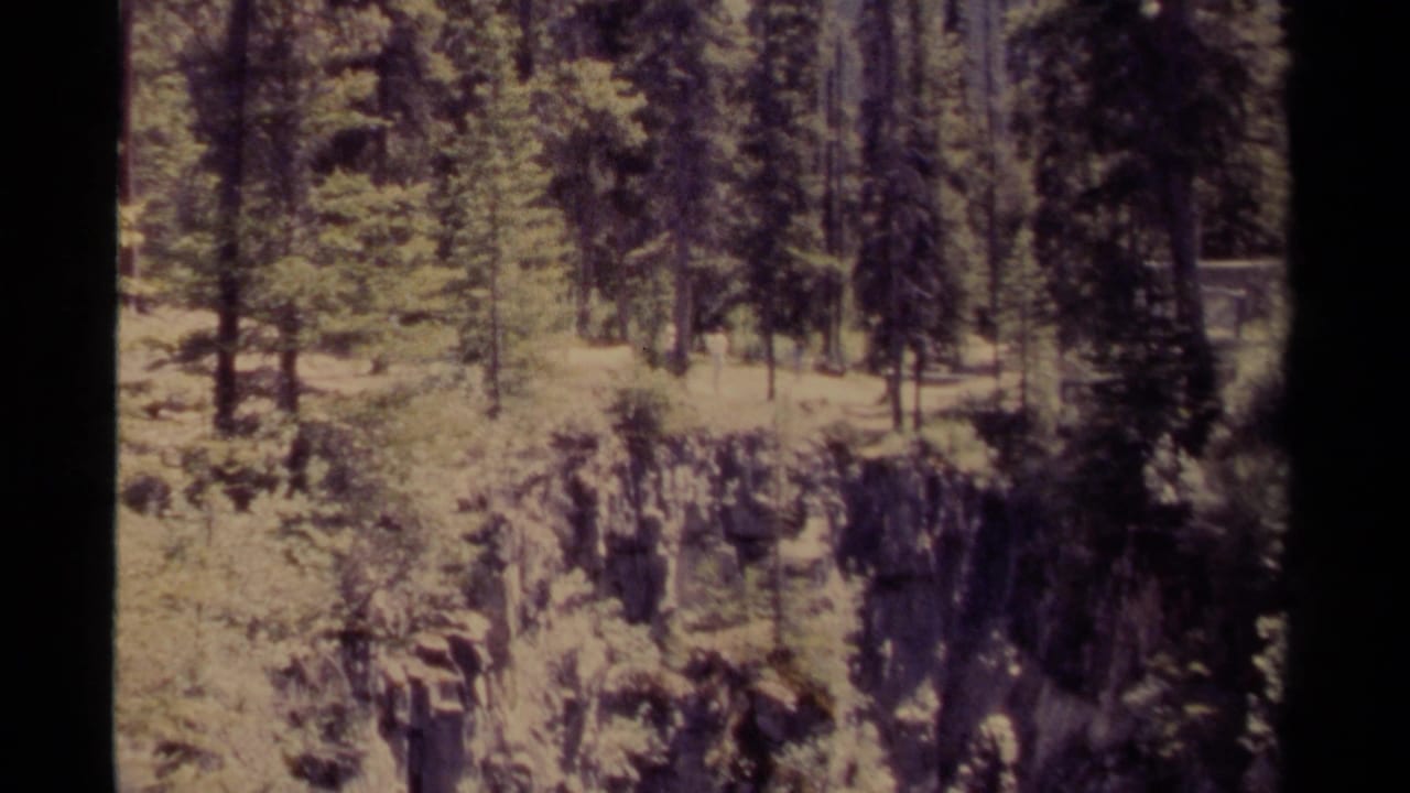 Rocky forest ridge with tall evergreens and brush.