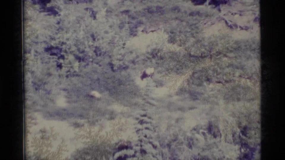A distant light-colored bear appears among brush and snow-dusted terrain in archival 1977 Alaska 8mm footage.