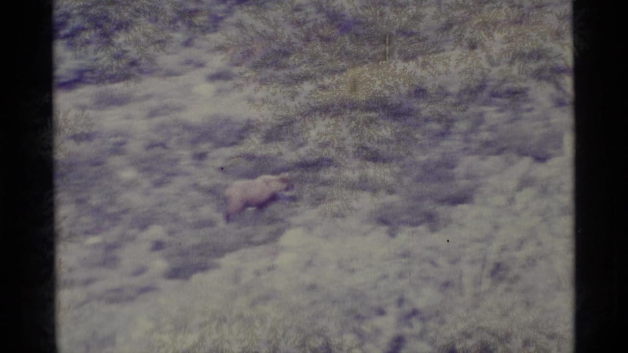 Bear moving across pale snowy ground near evergreen trees.