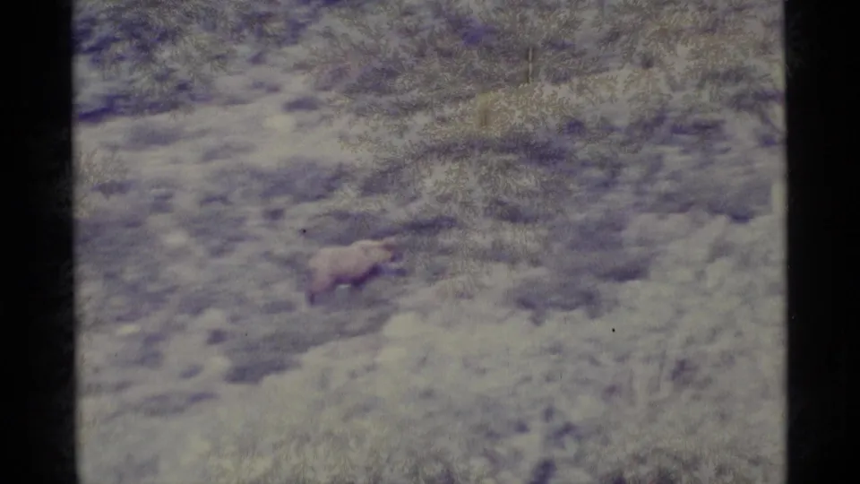 A bear crosses a soft-focused, snow-dusted wooded area in the Alaska home-movie footage.