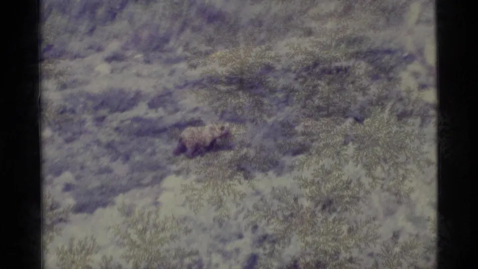 The bear appears lower in the frame, partly blended with brush and patchy snow in the 1977 Alaska footage.
