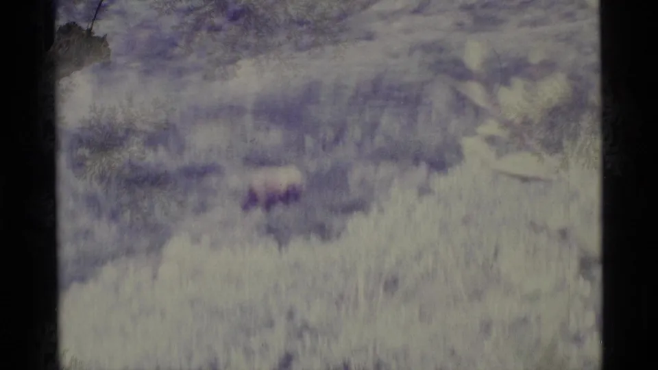 A blurred bear shape remains visible near brush and snow at the end of the short Alaska wildlife clip.