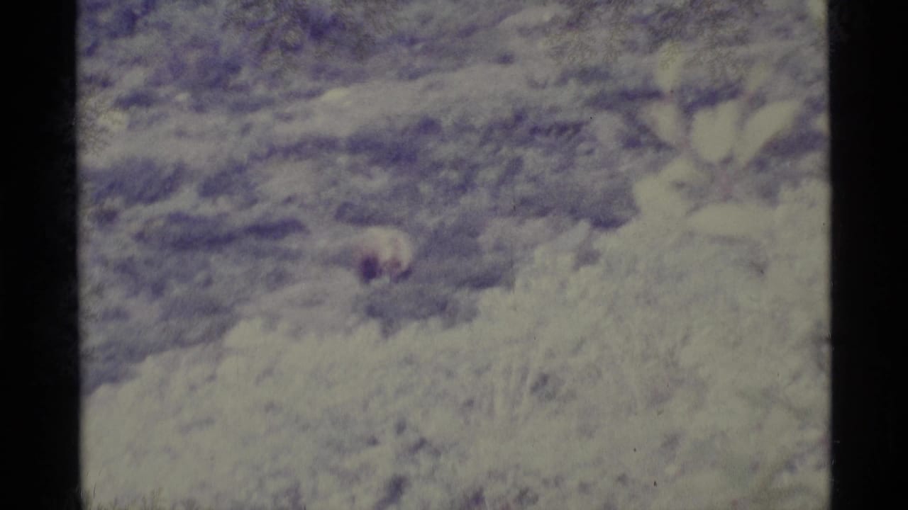 Soft 8mm frame of brushy terrain with a small animal form in the distance.