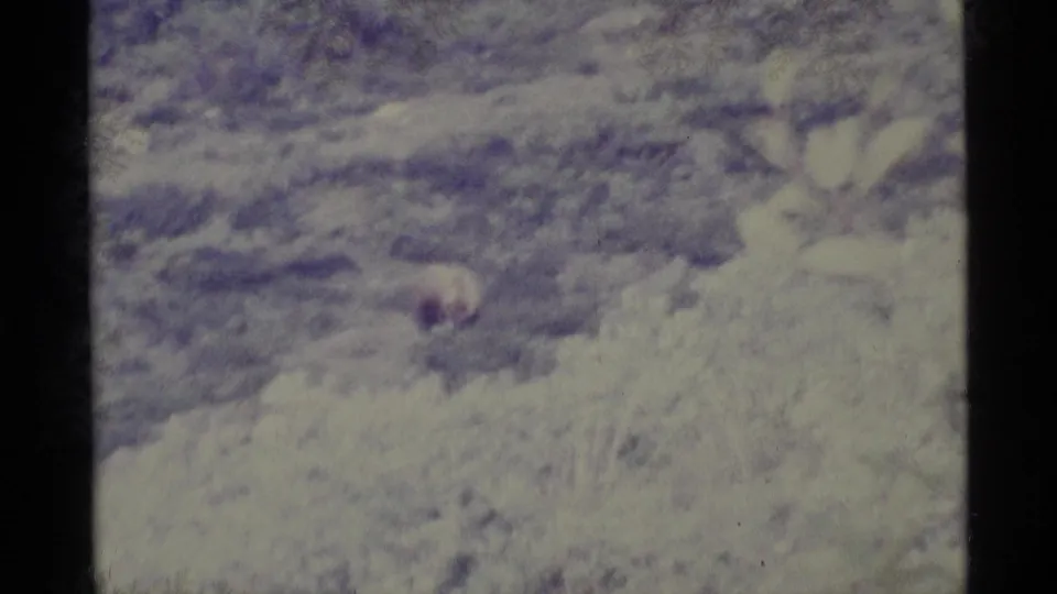 1977 Alaska 8mm footage appears to show brushy wilderness with a possible bear moving low in the distant terrain.