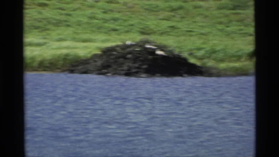 Soft 1977 Alaska 8mm close-up of a dark shoreline mound beside blue water, with pale egg-like objects visible on top.