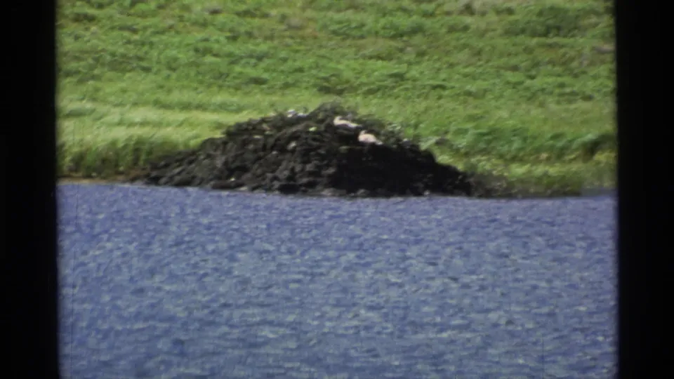 1977 Alaska 8mm close frame of a dark lakeshore mound or nest with several pale egg-like objects against grass and rippled water.