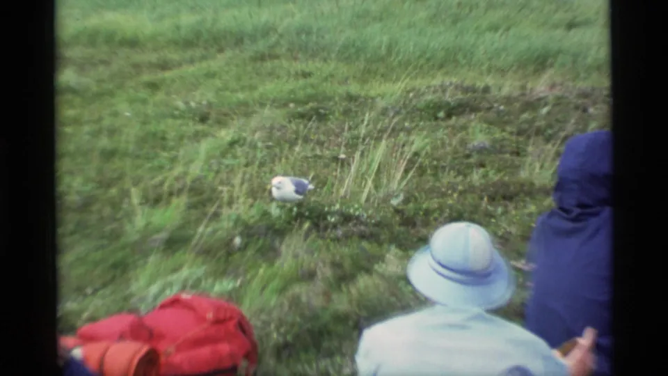 Handheld 8mm view in Alaska with seated tourists at frame edge, red outdoor bags, tall grass, and a small gull-like bird in the grass.