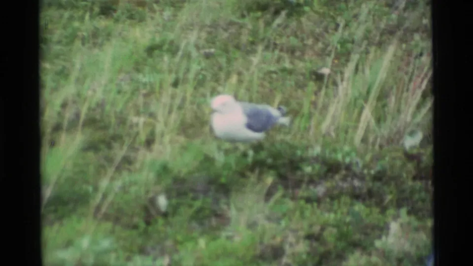 Soft-focus 8mm frame of a small gull-like bird standing in tall shoreline grass during a 1977 Alaska travel picnic scene.