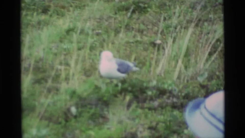 Final handheld frame centers a small gull-like bird in grass, with part of a tourist's blue hat visible at the lower right edge.