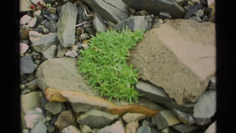 Close 1977 Alaska 8mm view of bright green moss or low alpine plants growing among gray rocks and flat stones.