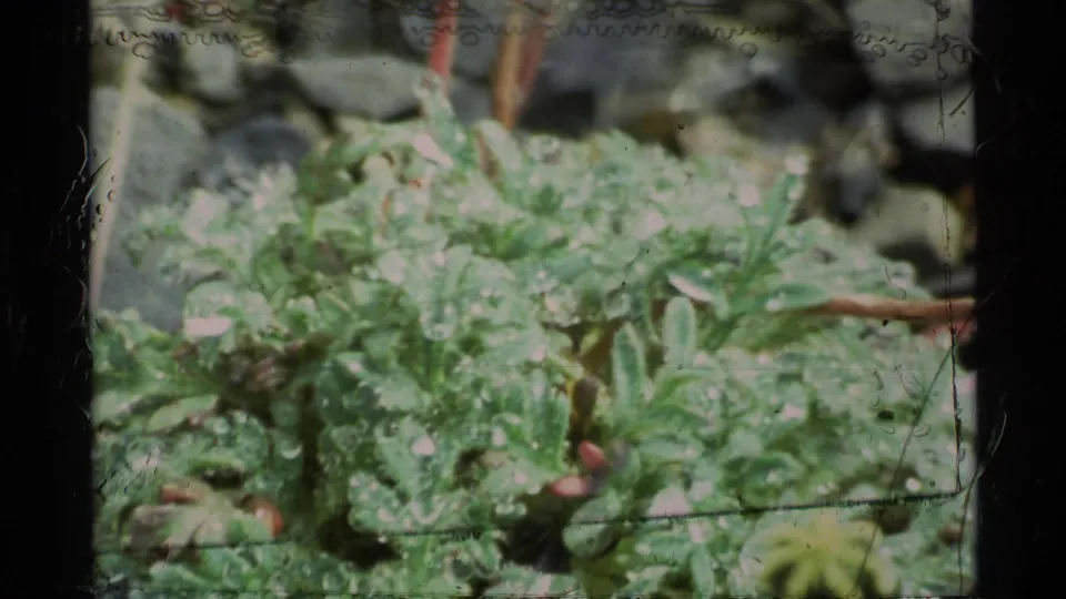 Soft 8mm close-up from 1977 Alaska showing leafy alpine ground cover among gray stones, with film edge marks visible.